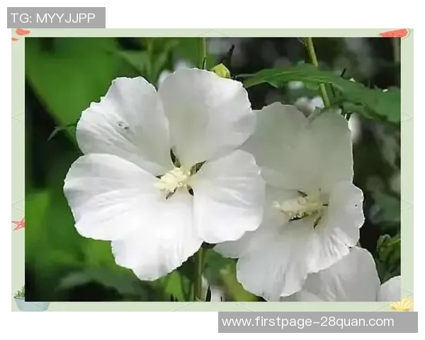 何思雨:在风雨中绽放的坚韧与勇气的故事 何思雨:在风雨中绽放的坚韧与勇气的故事